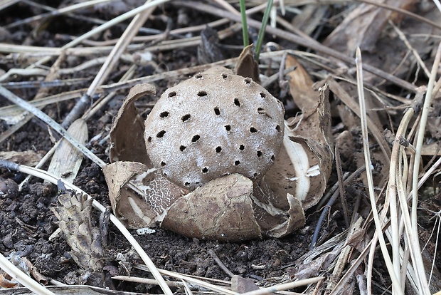 mnohokrčka dierkovaná Myriostoma coliforme (Dicks.) Corda