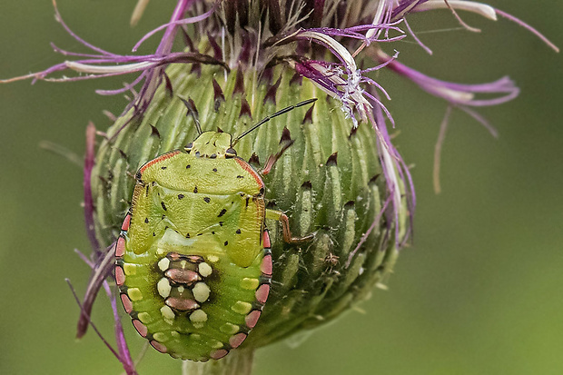 bzdocha Nezara viridula