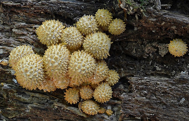 šupinovka šupinatá Pholiota squarrosa (Vahl) P. Kumm.