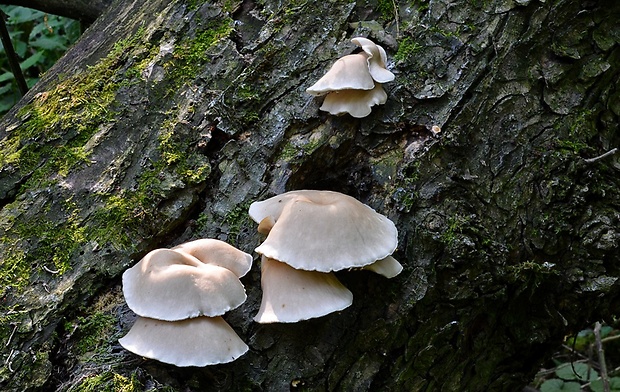 hliva lievikovitá Pleurotus cornucopiae (Paulet) Rolland