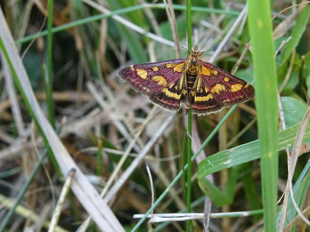 vijačka purpurová Pyrausta purpuralis