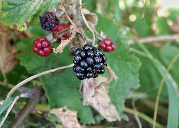 ostružina černicová Rubus fruticosus