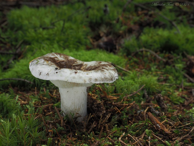 plávka hustolupeňová Russula densifolia Secr. ex Gillet