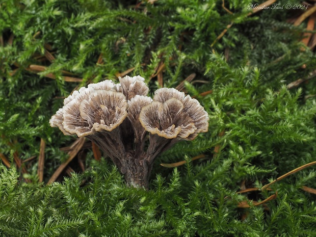 plesňovka klinčekovitá Thelephora caryophyllea (Schaeff.) Pers.