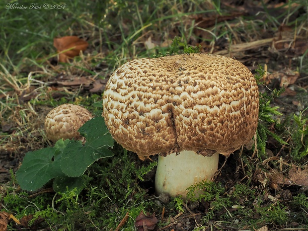 pečiarka obrovská Agaricus augustus Fr.