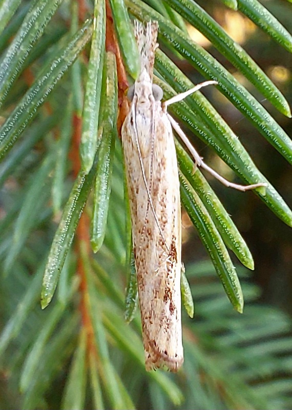 trávovec prúžkatý Agriphila inqiunatella