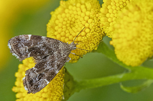 listomôľka fabriciová  Anthophila fabriciana