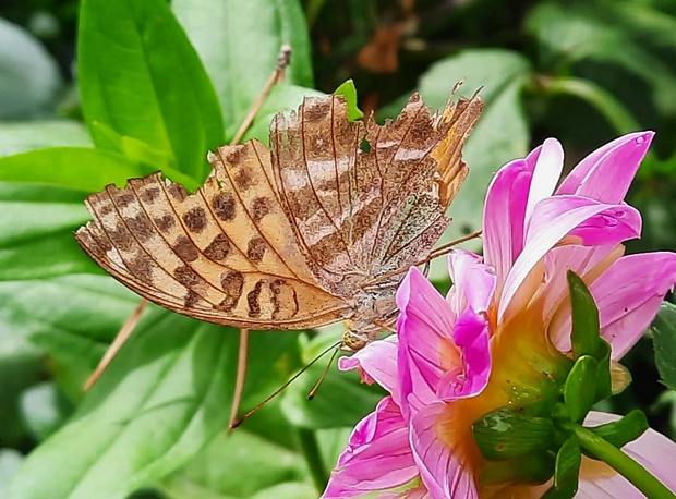 perlovec striebristopásavý Argynnis paphia