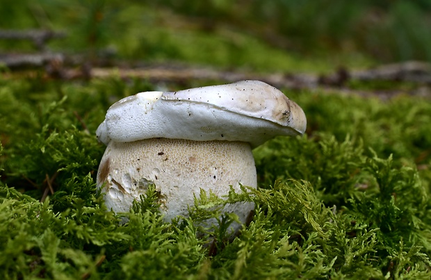 hríb smrekový Boletus edulis Bull.