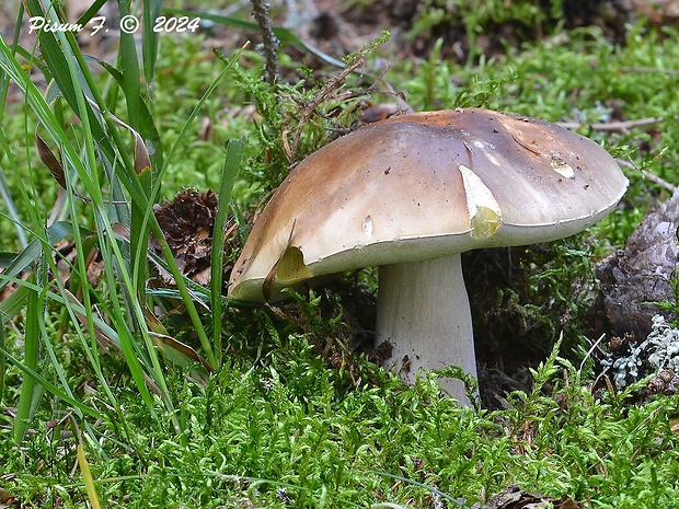 hríb smrekový Boletus edulis Bull.