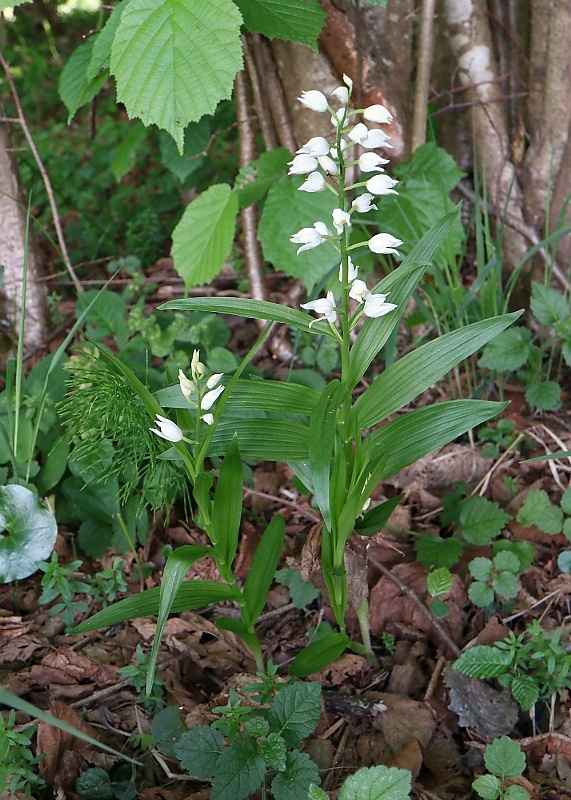 prilbovka dlholistá Cephalanthera longifolia (L.) Fritsch