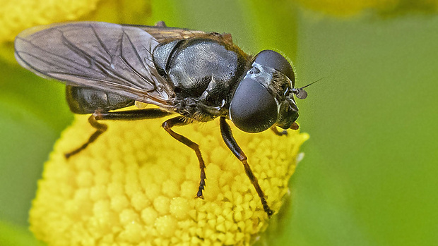 pestrica Cheilosia variabilis (Panzer, 1798)