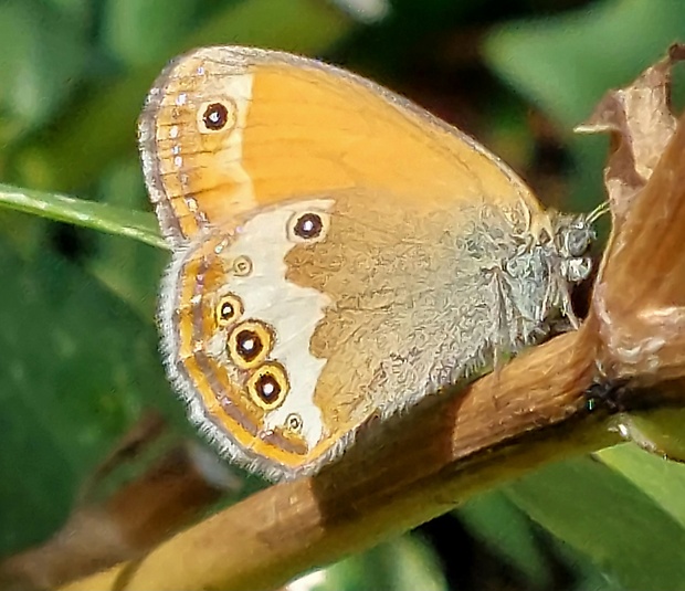 očkáň medničkový Coenonympha arcania