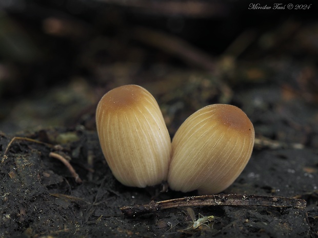 hnojník Coprinopsis sp.