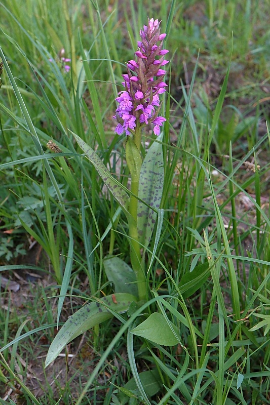 vstavačovec májový pravý Dactylorhiza majalis subsp. majalis (Reincherb.) Hunt & Summerh.