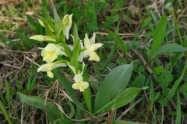 vstavačovec bazový Dactylorhiza sambucina (L.) Soó