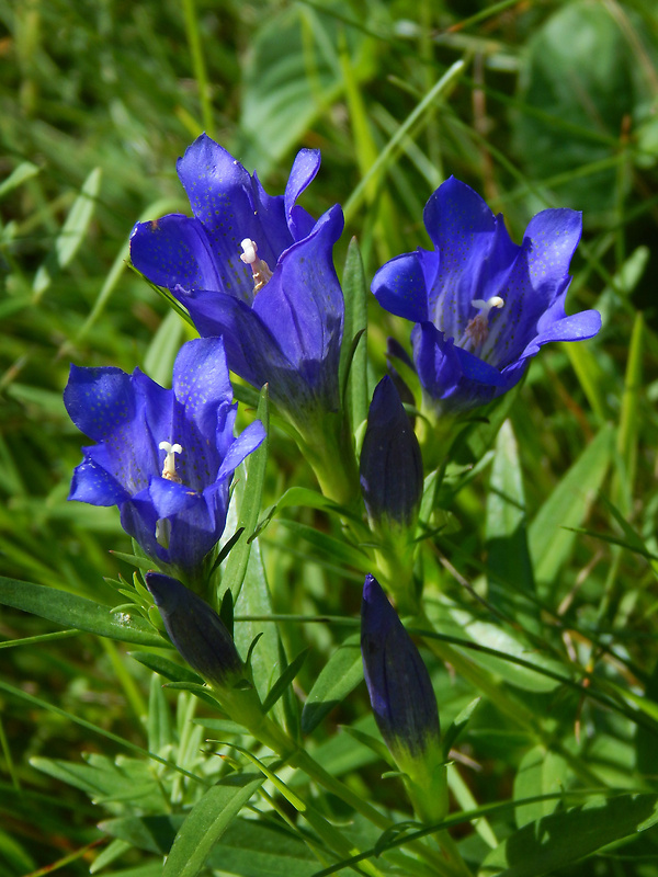 horec pľúcny Gentiana pneumonanthe L.