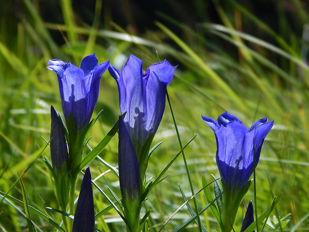 horec pľúcny Gentiana pneumonanthe L.