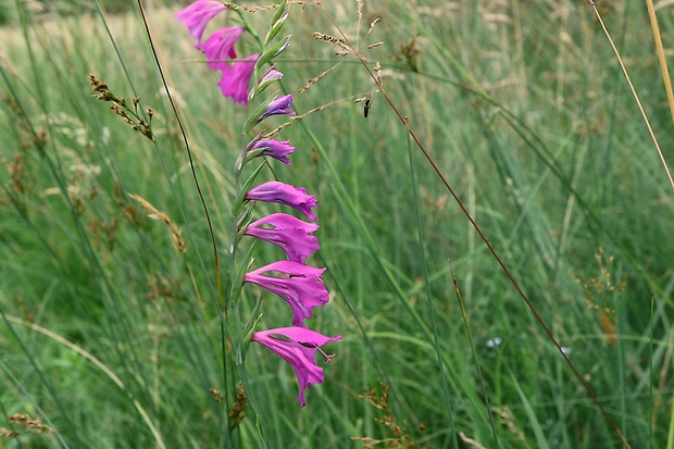 mečík škridlicovitý Gladiolus imbricatus L.