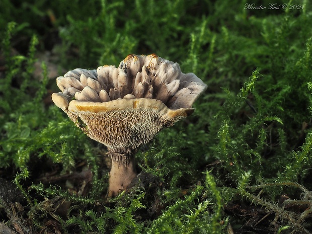 jelenkovka výrastková Hydnellum scrobiculatum (Fr.) P. Karst.