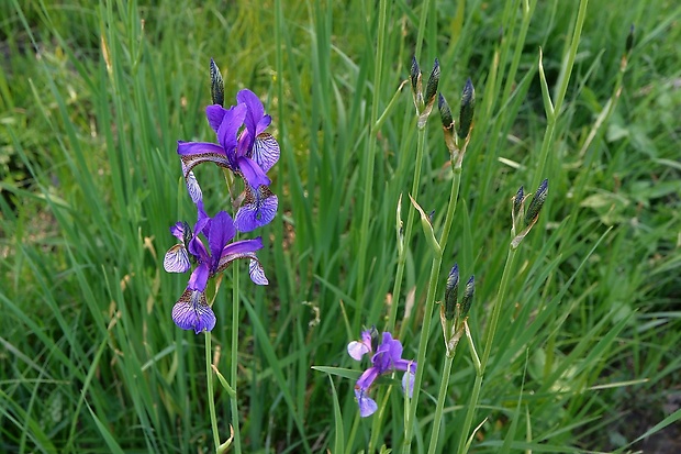 kosatec sibírsky Iris sibirica L.