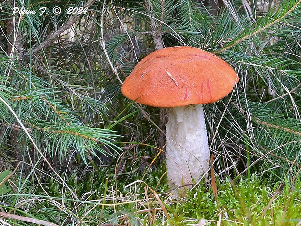 kozák osikový Leccinum albostipitatum den Bakker & Noordel.