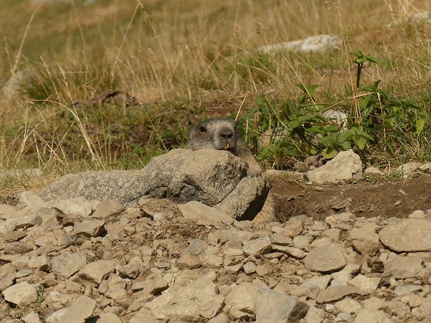 svišť vrchovský Marmota marmota