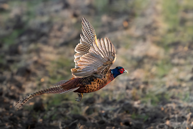 bažant obyčajný (sk) / bažant obecný (cz)  Phasianus colchicus Linnaeus, 1758