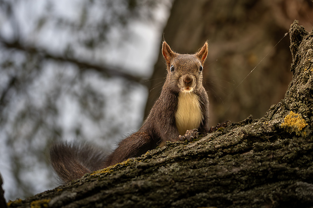 veverica stromová Sciurus vulgaris