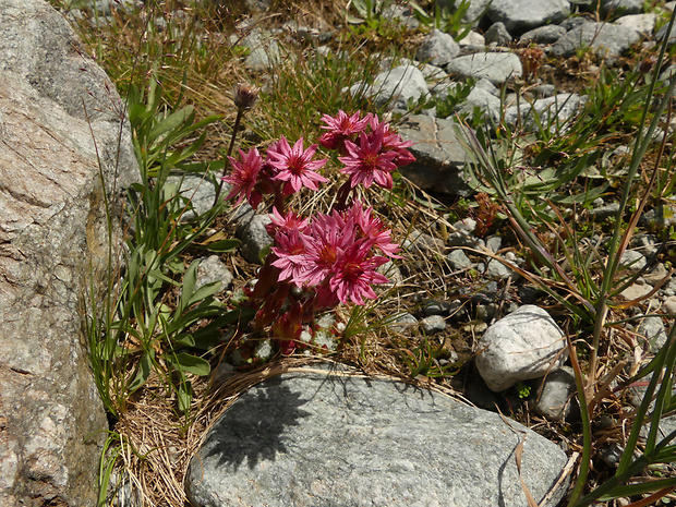 skalnica pavučinatá Sempervivum arachnoideum L.