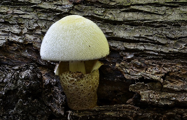 pošvovec stromový Volvariella bombycina (Schaeff.) Singer