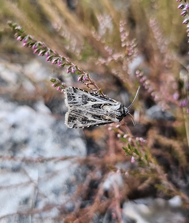 siatica čiernoškvrnná Agrotis vestigialis