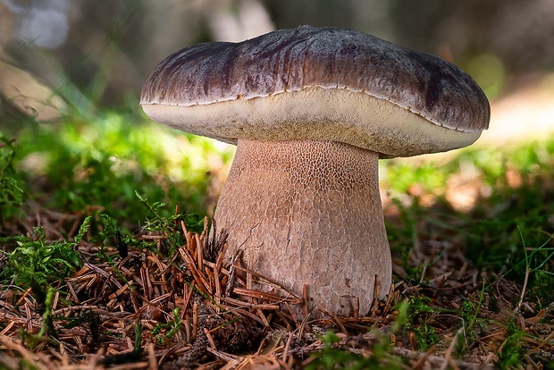 hríb smrekový Boletus edulis Bull.