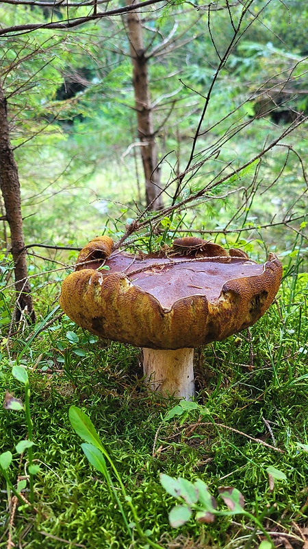 hríb smrekový Boletus edulis Bull.