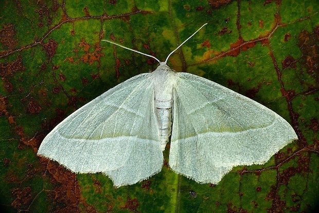 listnatka hrabová (sk) / běločárník habrový (cz) Campaea margaritaria (Linnaeus, 1761)