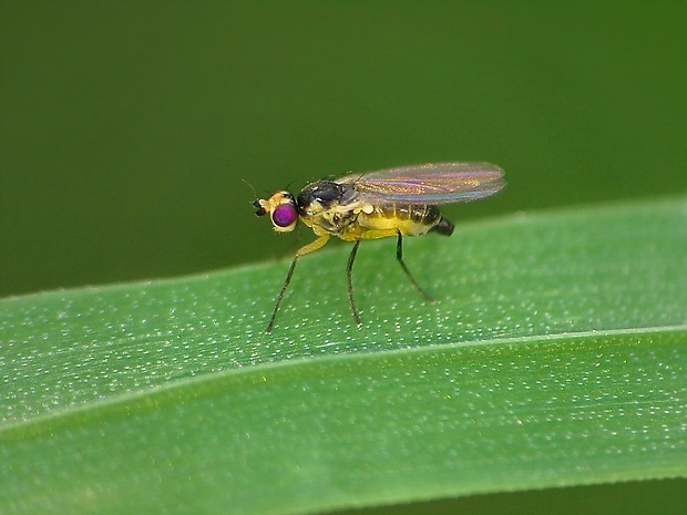 minérka Cerodontha denticornis  (Panzer, 1806)