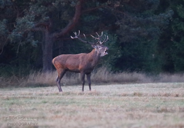 jeleň lesný  Cervus elaphus