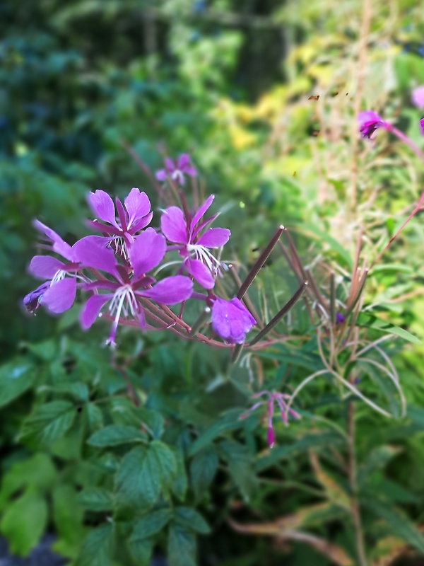 kyprina úzkolistá Chamerion angustifolium (L.) Holub