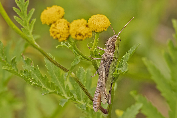 koník Chorthippus dorsatus  (Zetterstedt, 1821)