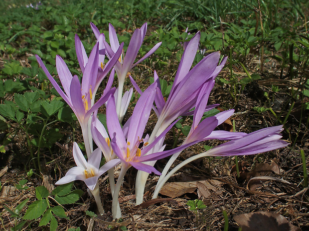 jesienka obyčajná Colchicum autumnale