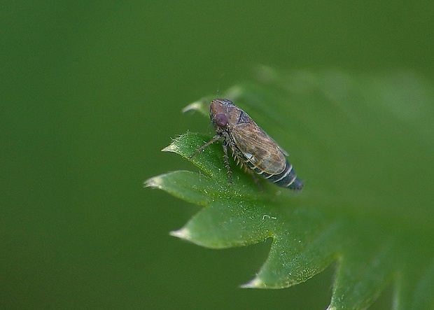 cikádka Deltocephalus pulicaris