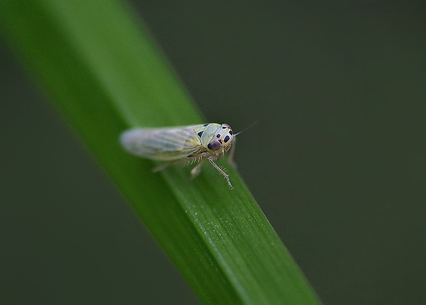 cikádočka Eupteryx aurata