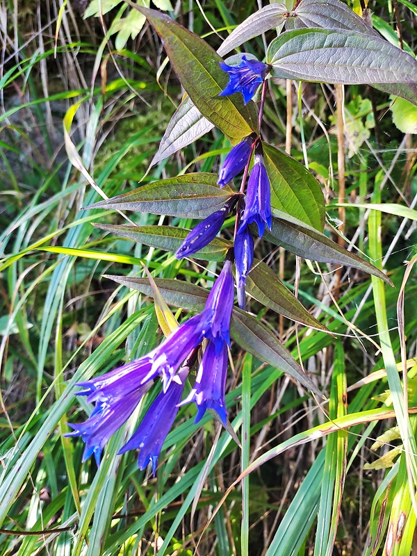 horec luskáčovitý Gentiana asclepiadea L.