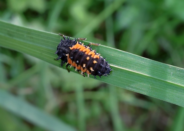 lienka - larva Harmonia axyridis