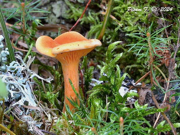 líška oranžová Hygrophoropsis aurantiaca (Wulfen) Maire