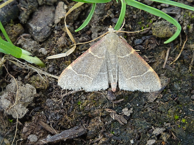 vijačka slamová Hypsopygia glaucinalis