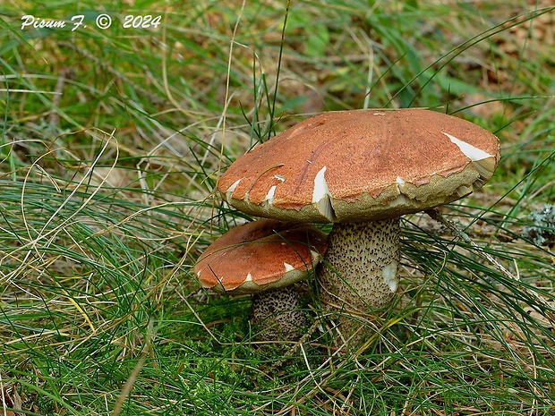 kozák smrekový Leccinum piceinum Pilát & Dermek