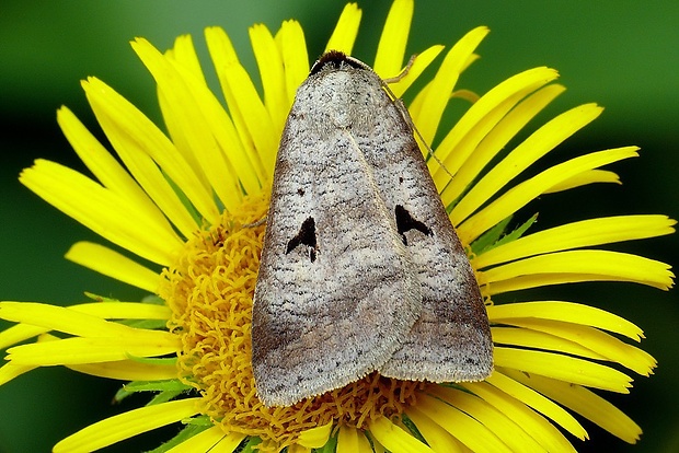 morica kozincová (sk) / hnědopáska obecná (cz) Lygephila pastinum (Treitschke, 1826)