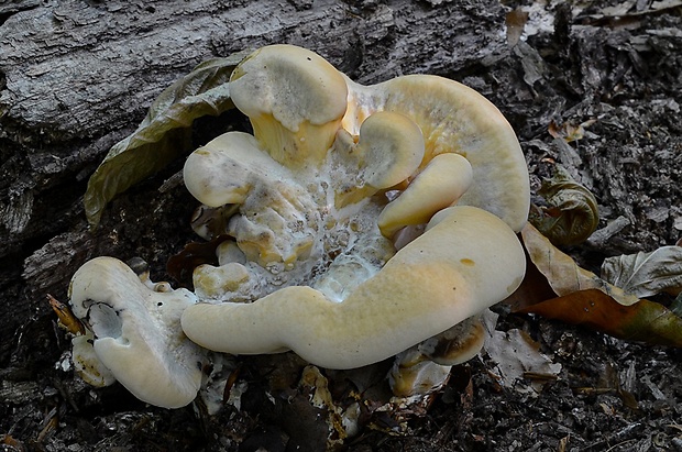 vejárovec obrovský Meripilus giganteus (Pers.) P. Karst.