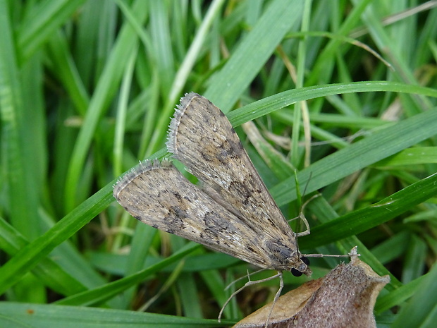 vijačka sťahovavá Nomophila noctuella